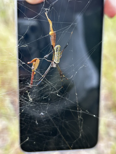 Golden Silk Spider