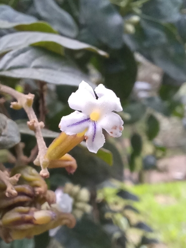 Duranta mutisii