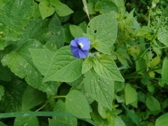 Browallia americana