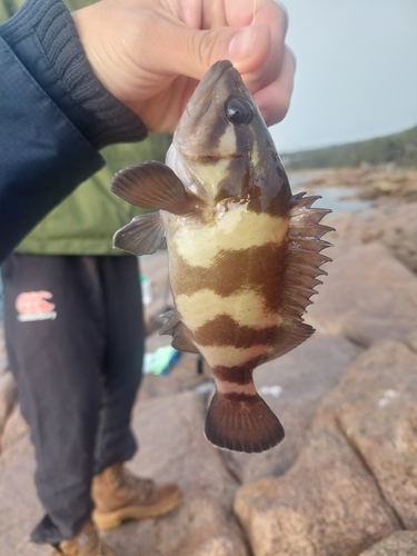 Westelijke wirrah (Acanthistius serratus) — Serranidae — 3