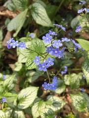 Brunnera