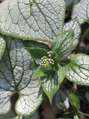 Brunnera