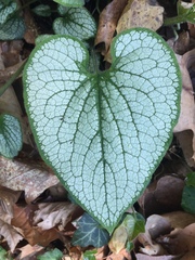 Brunnera
