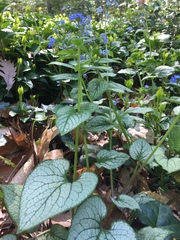 Brunnera