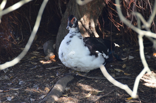 Domestic Muscovy Duck