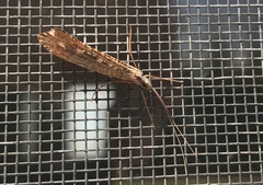 Glyphopsyche irrorata