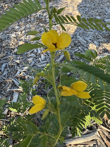 partridge pea