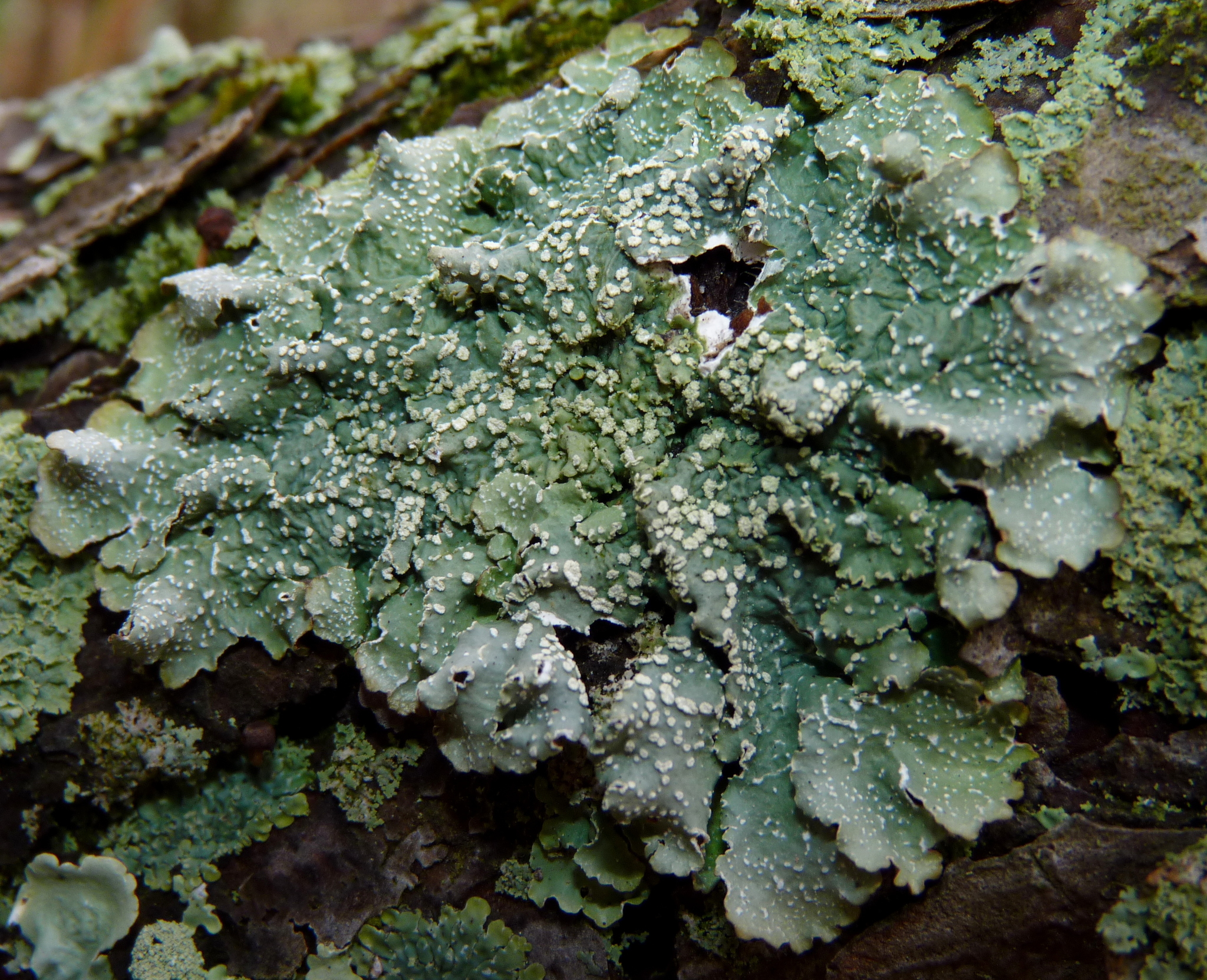 Punctelia caseana image