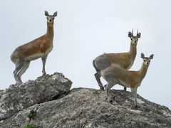 Oreotragus oreotragus
