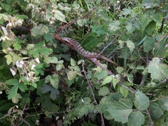 Elgaria kingii kingii