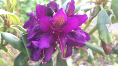 Aquilegia atrata