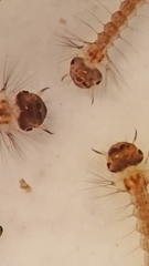 Aedes canadensis