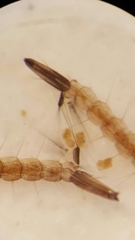 Aedes canadensis