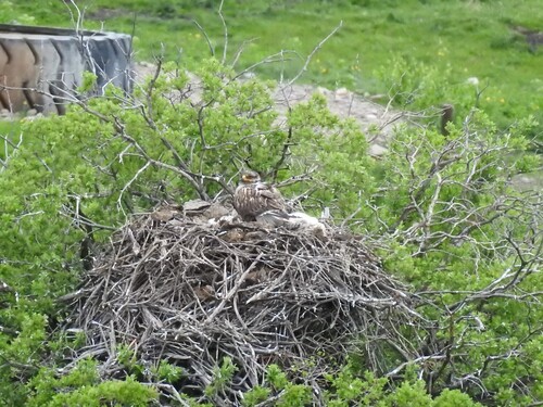 Ferruginous Hawk