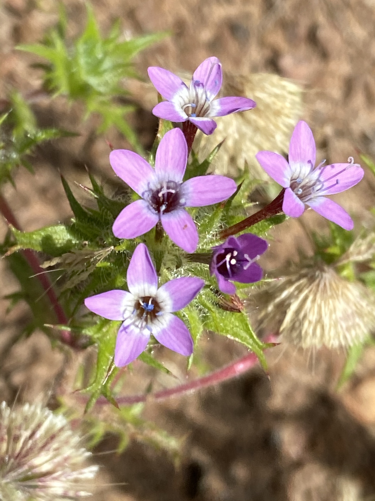 Navarretia hamata ssp. leptantha