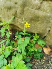 Geum urbanum