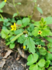 Geum urbanum