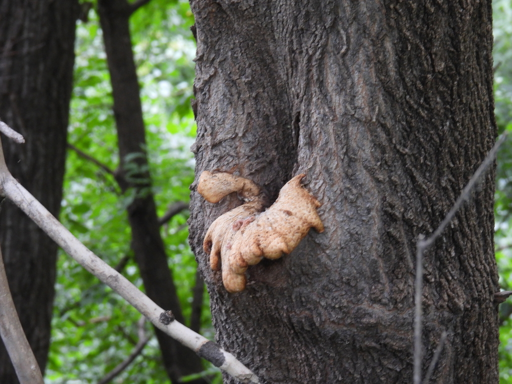 Dryad's Saddle · June 2026 · photo: Photo: (c) Liren Varghese, some rights reserved (CC BY) · iNaturalist