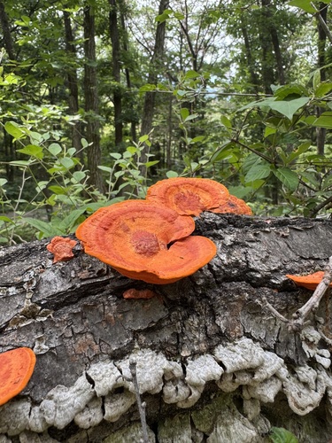 Southern Cinnabar Polypore