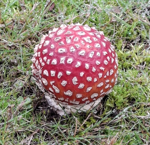 Fly Agaric
