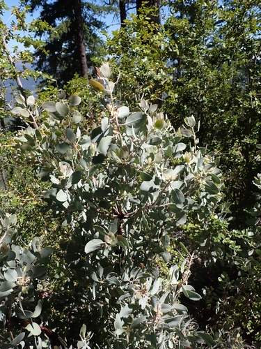 Arctostaphylos canescens
