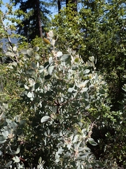 Arctostaphylos canescens
