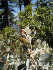 author not stated, no rights reserved Arctostaphylos canescens, photograph author not stated, no rights reserved