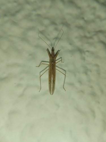 Pale Damsel Bug
