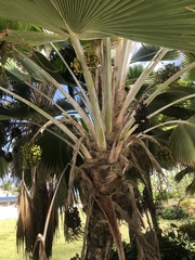 Pritchardia pacifica