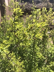 Forestiera angustifolia