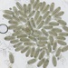 Dictyosporium elegans - Photo (c) Sigrid Jakob,  זכויות יוצרים חלקיות (CC BY-NC), uploaded by Sigrid Jakob