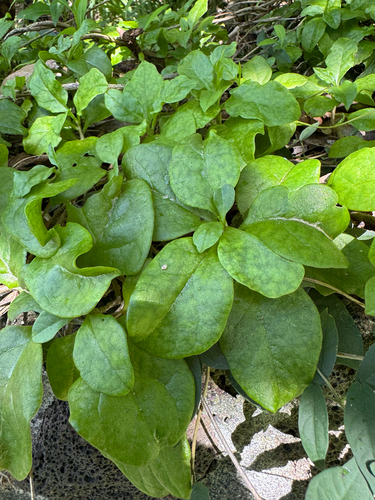 Anredera cordifolia observed 2026-06-16