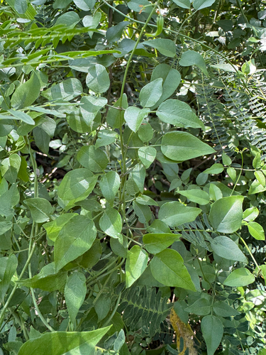 Jasminum fluminense observed 2026-06-16