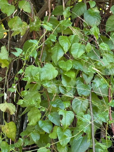 Anredera cordifolia observed 2026-06-16