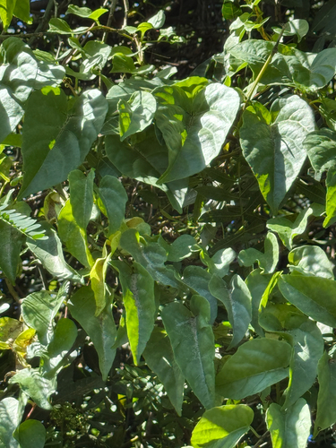 Cissus, 2026-06-16
