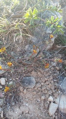 Euphorbia petrophila