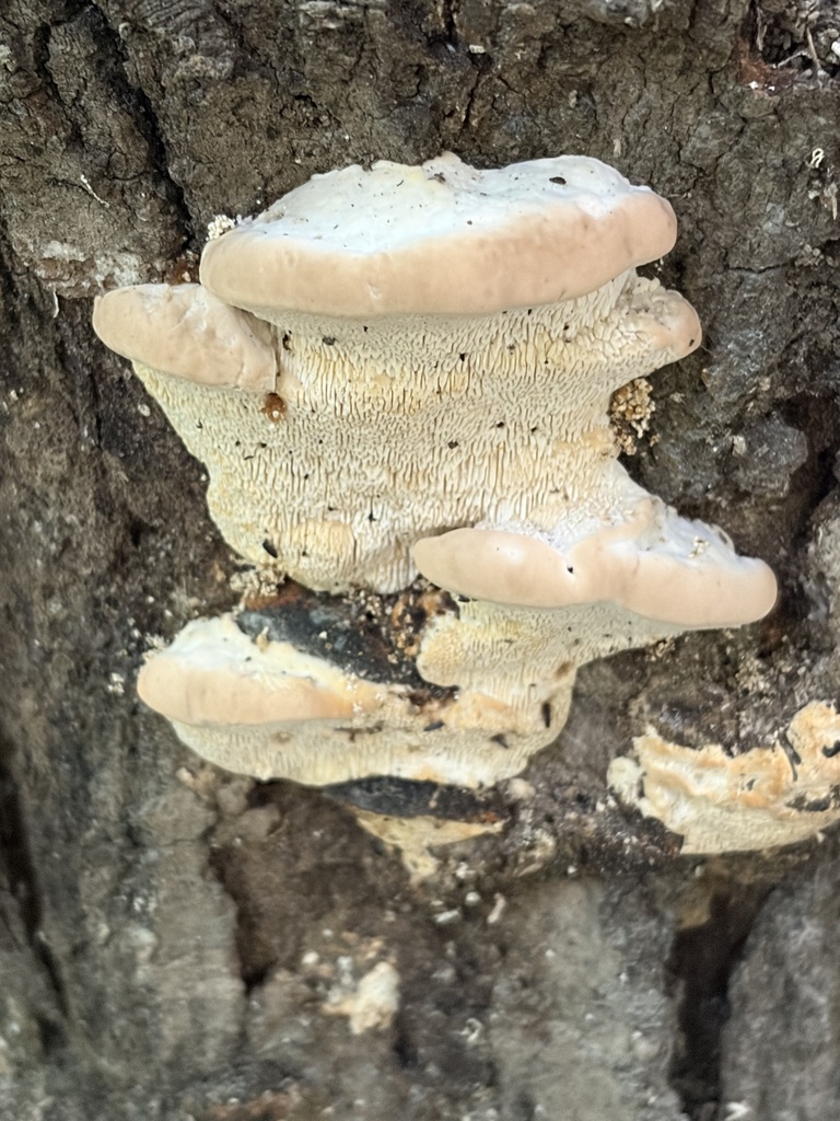 Lumpy Bracket · June 2026 · photo: Photo: (c) Julie Travaglini, some rights reserved (CC BY) · iNaturalist