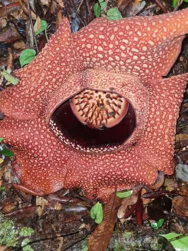 Rafflesia arnoldi
