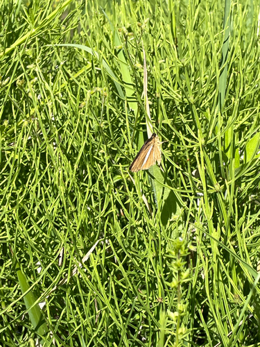 silver stripped skipper