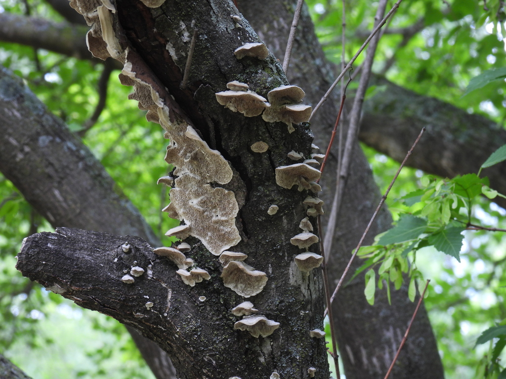 Mossy Maze Polypore · June 2026 · photo: Photo: (c) Liren Varghese, some rights reserved (CC BY) · iNaturalist