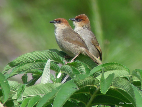 Black-lored Cisticola