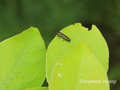 Agrilinae