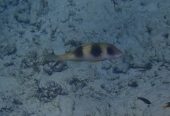 Parupeneus crassilabris