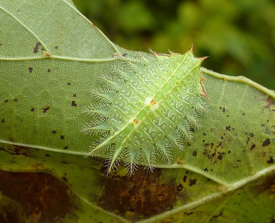 Crowned Slug Moth
