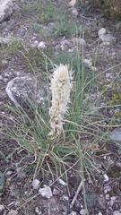 Asphodeline taurica