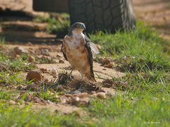 Accipiter rufiventris