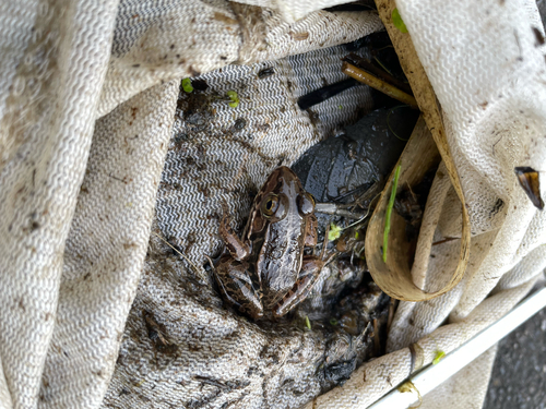 Black-spotted Frog