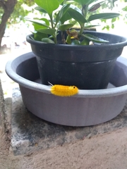 Lophocampa annulosa