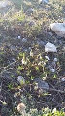 Helianthemum oelandicum orientale