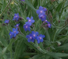 Anchusa azurea